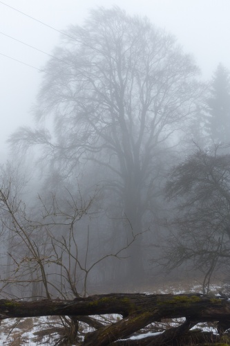 Weidbuche 3 Rother Kuppe-2