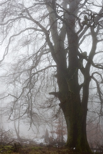 Weidbuche 3 Rother Kuppe