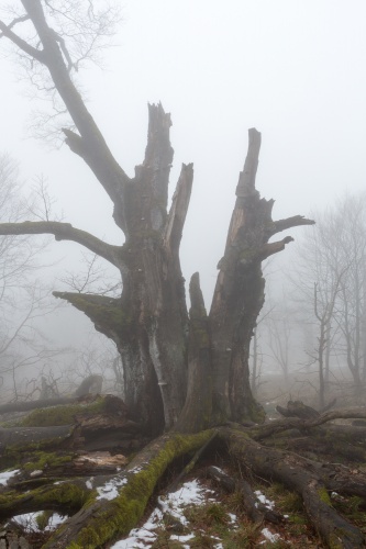 Weidbuche 4 Rother Kuppe-2