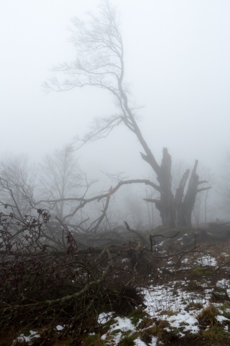 Weidbuche 4 Rother Kuppe-3