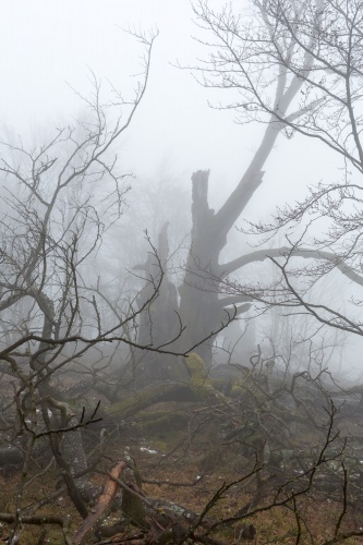 Weidbuche 4 Rother Kuppe-4