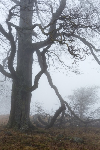 Schlanke Rotbuche Rother Kuppe-2