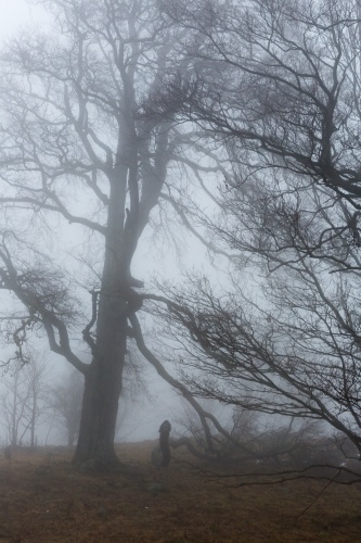 Schlanke Rotbuche Rother Kuppe