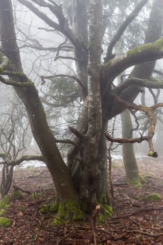 Weidbuche 1 Rother Kuppe-2