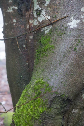 Weidbuche 1 Rother Kuppe-3