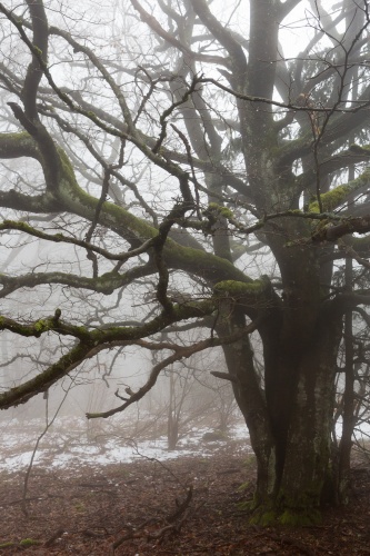 Weidbuche 1 Rother Kuppe