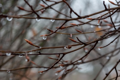 Weidbuche 2 Rother Kuppe-2