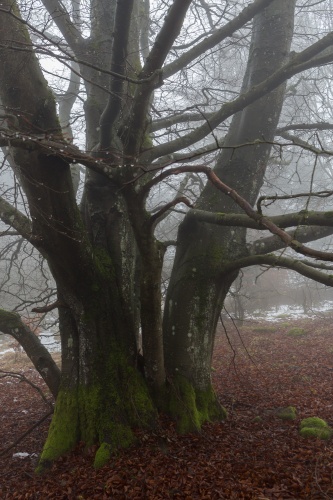 Weidbuche 2 Rother Kuppe-3