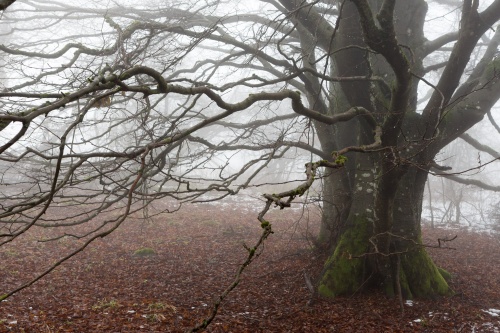 Weidbuche 2 Rother Kuppe