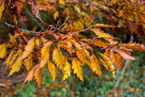 Farnblaettrige Rot-Buche - Blaetter