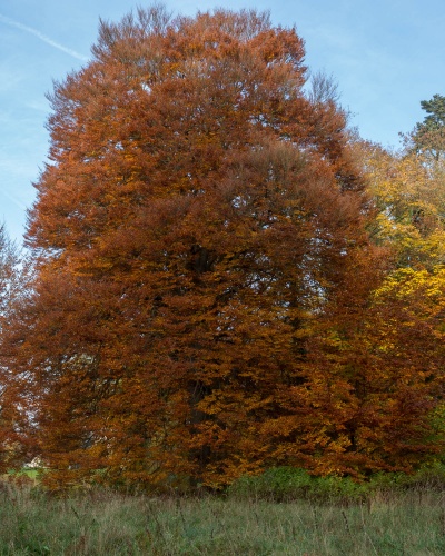 Farnblaettrige Rot-Buche - Habitus