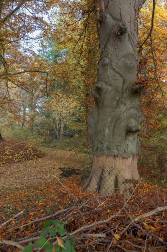 Farnblaettrige Rot-Buche am Cederbach