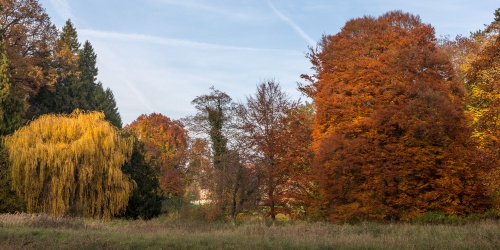 Farnblaettrige Rot-Buche und Haengeweide