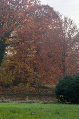 Farnblaettrige Rot-Buche