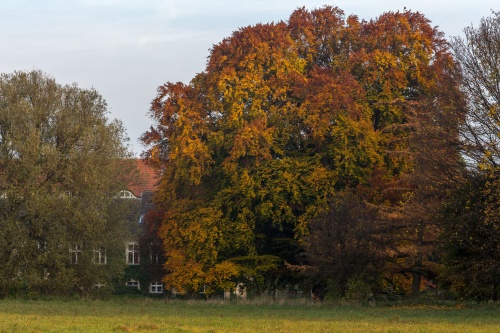 Rotbuche - Habitus von Westen mit Gutshaus