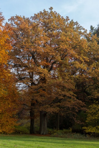 Stiel-Eiche naehe Cederbach