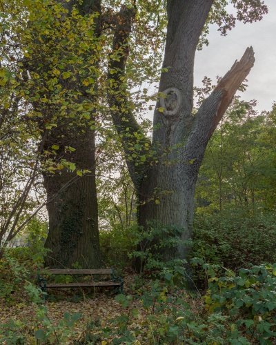 Zwei Eichen am Rundweg