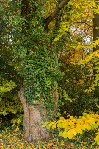 Vogelkirsche - Stamm mit Efeu umwachsen