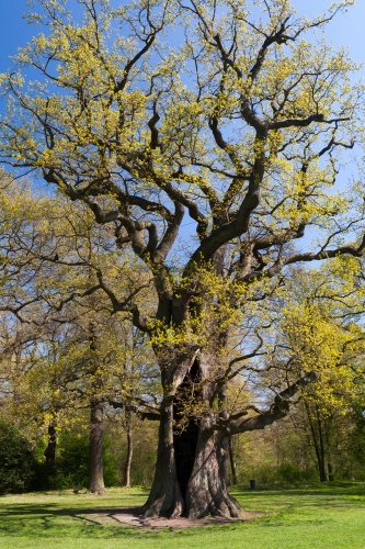 Aelteste Eiche im Jenischpark Habitus