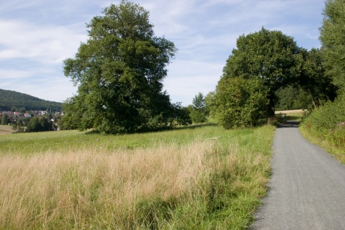 Toteneiche mit Pflanzenbogen