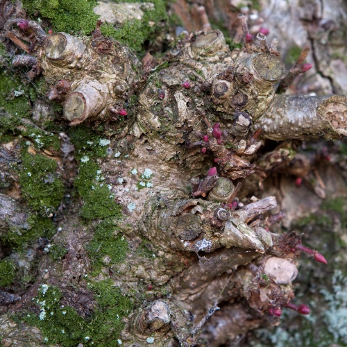 Tanzlinde in Himmelsberg - Knospen