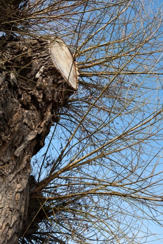 Weide in Kirchhain - Detail