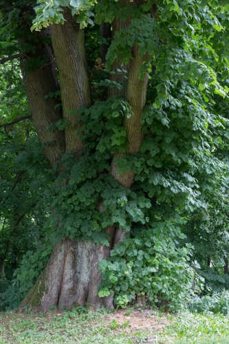 Linde hinter der Burg