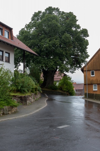Dorflinde in Harbach-3