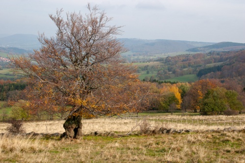Knorrige solitaere Buche auf der Nordweide am Steinkopf - Richung Norden