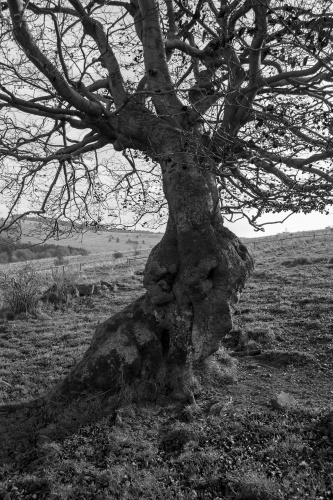 Knorrige solitaere Buche auf der Nordweide am Steinkopf - Stamm mit Kronenansatz