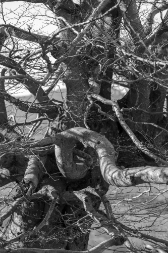 Hutebuche am Steinkopf - Astwerk