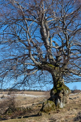 Hutebuche am Steinkopf - Habitus