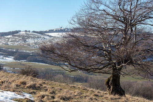 Hutebuche am Steinkopf - Sicht auf Wasserkuppe-2