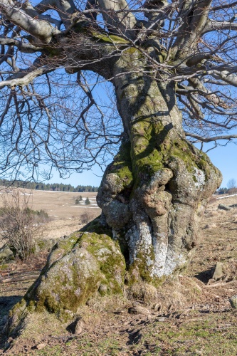 Hutebuche am Steinkopf - Stamm und Kronenansatz