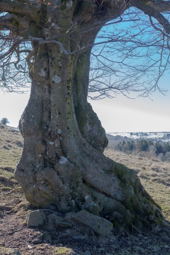Hutebuche am Steinkopf - Stamm