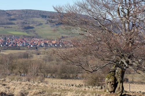 Hutebuche am Steinkopf - Wuestensachsen