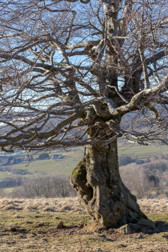 Hutebuche am Steinkopf - stamm und Krone