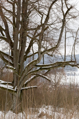 Reste Lindenallee Baum 4