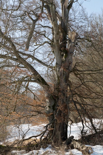 Gerupfte Rotbuche 5; 4,75 m (2007)-2