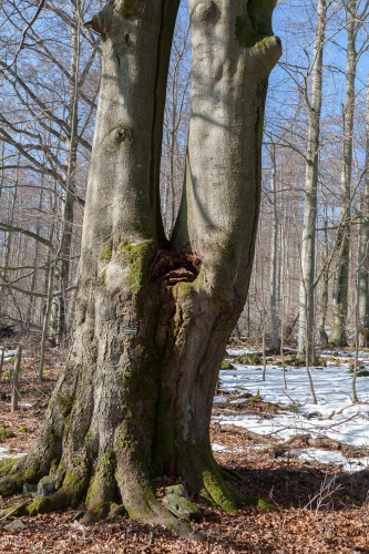 Rotbuche 1; 4,57 m (2007)
