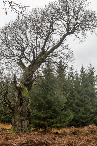 13.11.2009 Reinhardswald und Urwald Sababurg-2