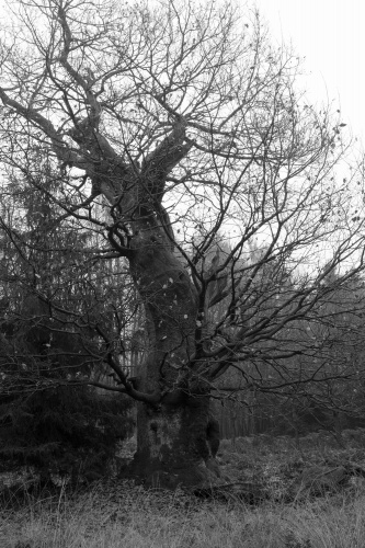 13.11.2009 Reinhardswald und Urwald Sababurg