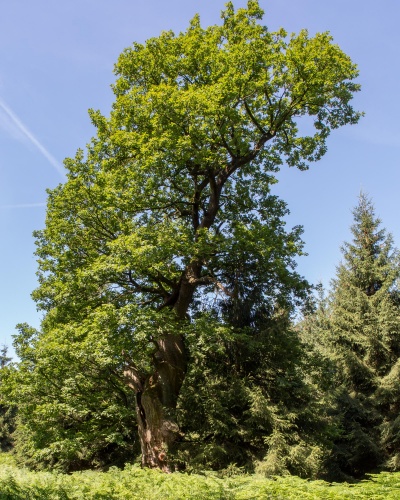 Lohengrineiche im Sommer