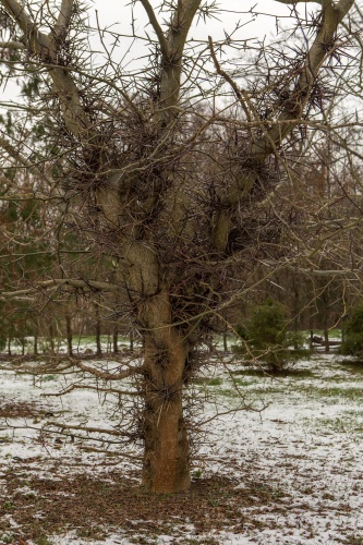 Chinesische Gleditschie