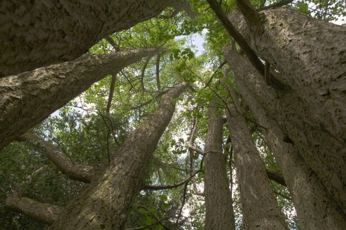 Ginkgo. Im Park von St. Georgen