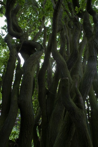 Im Park von St. Georgen