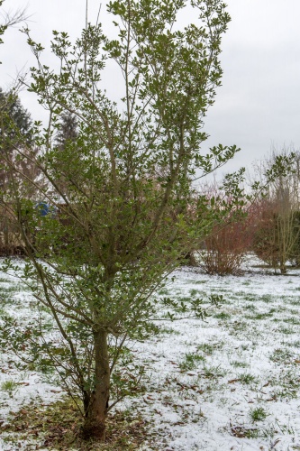 Immergruene Steinlindenblaettrige Eiche