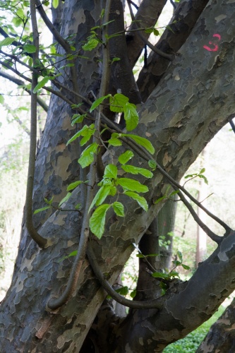 Junge Perser, Parrotia persica