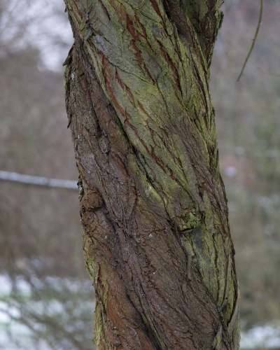 Kirschpflaume - Stamm