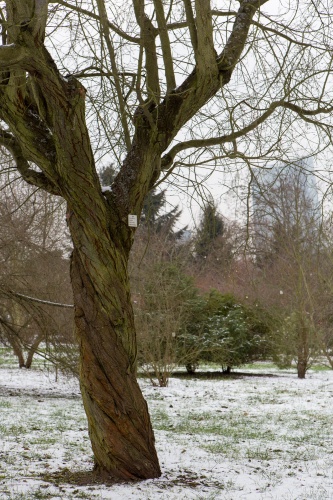 Kirschpflaume vor EZB